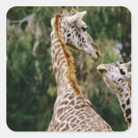 Girafas