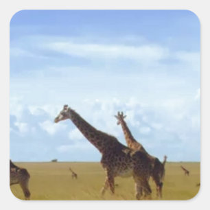 Pegatina Cuadrada Girafas del Parque Nacional de Nairobi