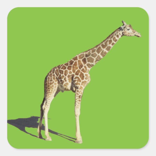 Pegatina Cuadrada Giraffe (Anverso)