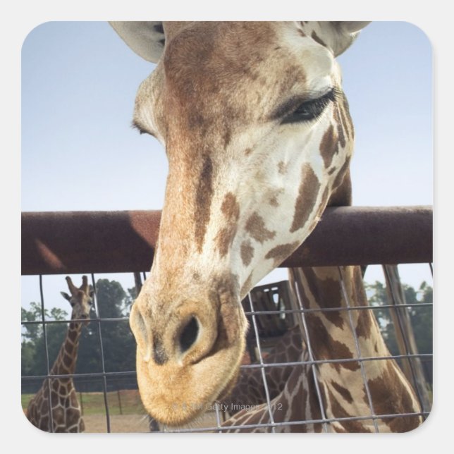 Pegatina Cuadrada Giraffe (Anverso)