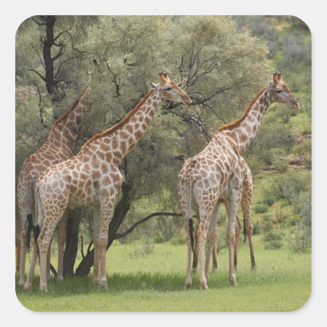 Pegatina Cuadrada Giraffe, camello de Giraffa, Kgalagadi 2 (Anverso)