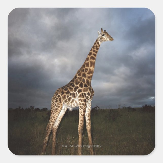 Pegatina Cuadrada Giraffe (camelopardalis de Giraffa) (Anverso)