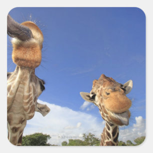 Pegatina Cuadrada Giraffe (camelopardalis de Giraffa) 3