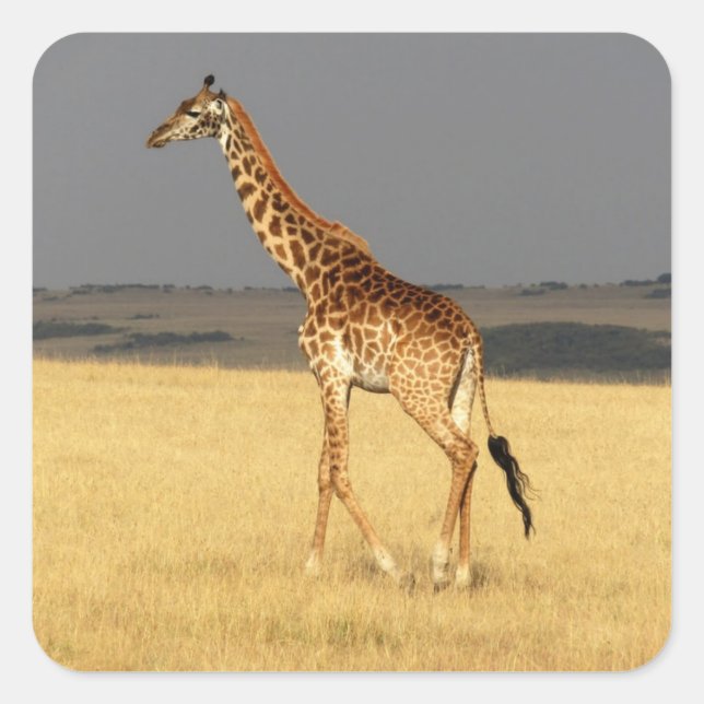 Pegatina Cuadrada Giraffe de cuerpo completo Africa Animales african (Anverso)