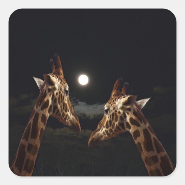 Pegatina Cuadrada Giraffe Love In The Moonlight, (Anverso)