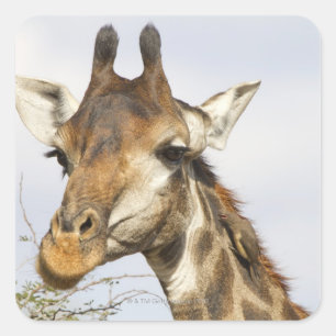 Pegatina Cuadrada Giraffe, Parque Nacional Kruger, Sudáfrica
