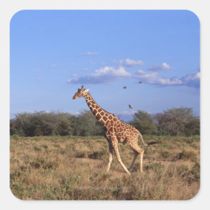 Pegatina Cuadrada Giraffe reticulada