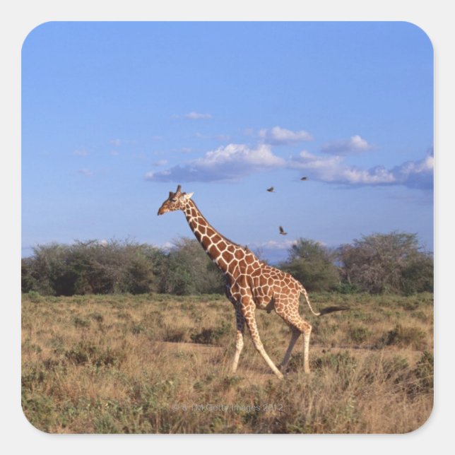 Pegatina Cuadrada Giraffe reticulada (Anverso)