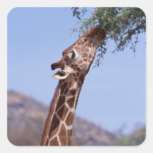 Pegatina Cuadrada Giraffe reticulada (Anverso)