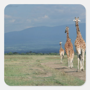 Pegatina Cuadrada Giraffe reticulada (camelopardalis de Giraffa 2