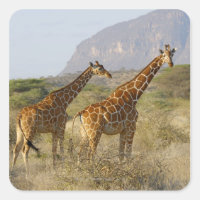 Giraffe somalí, jirafa reticulada, giraffa