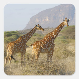 Pegatina Cuadrada Giraffe somalí, jirafa reticulada, giraffa