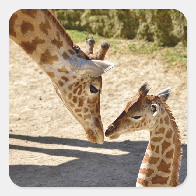 Pegatina Cuadrada Giraffe y su bebé (Anverso)