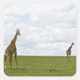 Pegatina Cuadrada Giraffes en Kenia, África