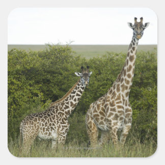 Pegatina Cuadrada Giraffes en Kenia, África 2
