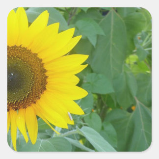 Pegatina Cuadrada Girasol