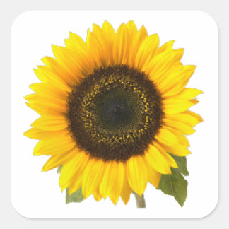 Pegatina Cuadrada Girasol