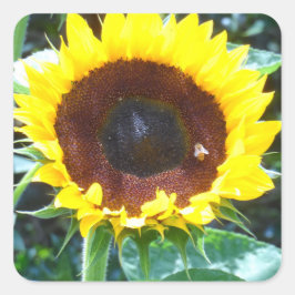Pegatina Cuadrada Girasol