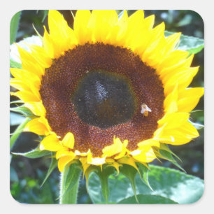 Pegatina Cuadrada Girasol
