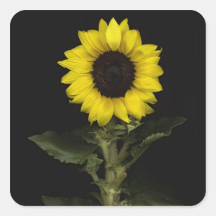 Pegatina Cuadrada Girasol 11