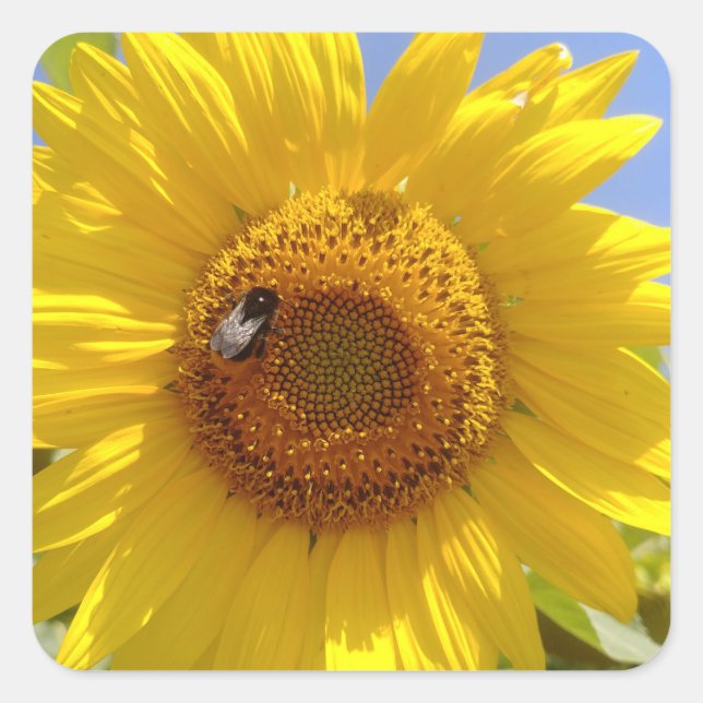 Pegatina Cuadrada Girasol amarillo (Anverso)