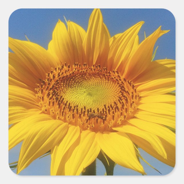 Pegatina Cuadrada Girasol amarillo (Anverso)