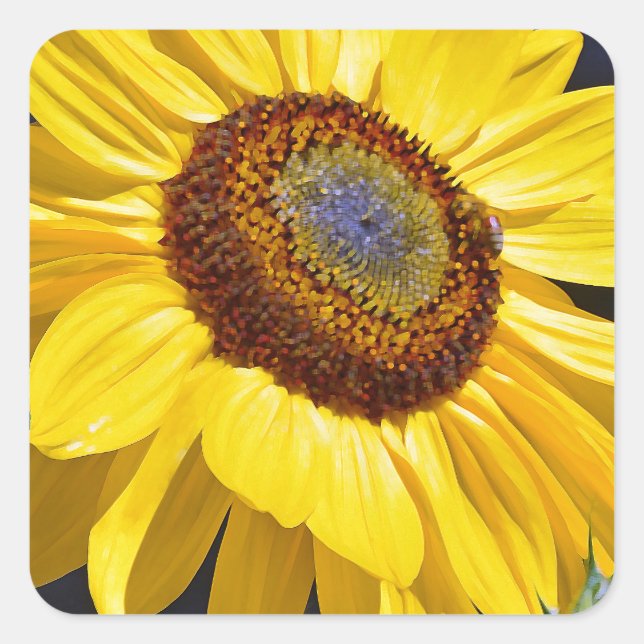 Pegatina Cuadrada Girasol amarillo brillante (Anverso)