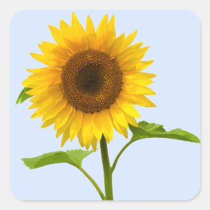 Pegatina Cuadrada Girasol amarillo floral, amor floral