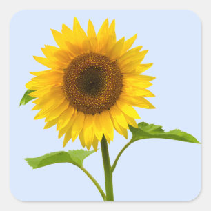 Pegatina Cuadrada Girasol Azul Amarillo Floral Flor de Boda
