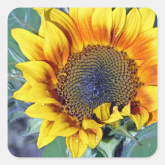 Pegatina Cuadrada Girasol con gotitas de agua
