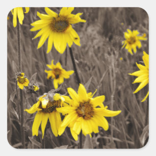 Pegatina Cuadrada Girasol en la Montaña Rocosa