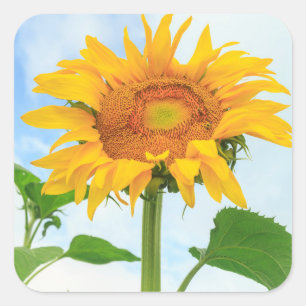 Pegatina Cuadrada Girasol, huerto comunitario, Lago Moses, WA, Estad