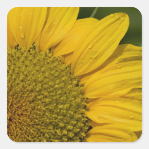 Pegatina Cuadrada Girasol macro con gotas de lluvia