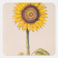 Girasol o Helianthus