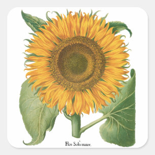 Pegatina Cuadrada Girasol Vintage por Basilius Besler