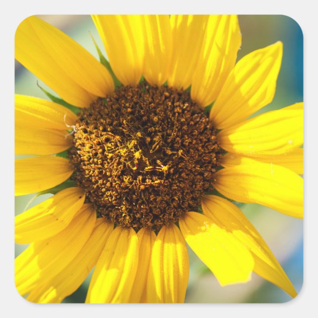 Pegatina Cuadrada Girasoles  (Anverso)