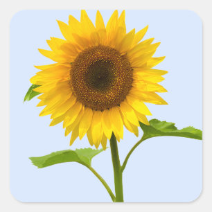 Pegatina Cuadrada Girasoles Amarillos Florales Cielo Azul Flores