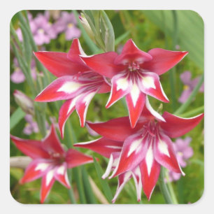 Pegatina Cuadrada Gladiolos Rojos y Blancos Verano Botánico