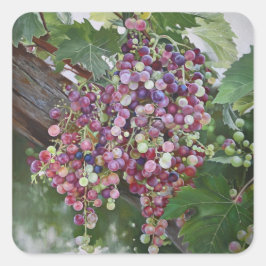Pegatina Cuadrada Gloria de Grapevine — Arte de viñedo hiperrealista
