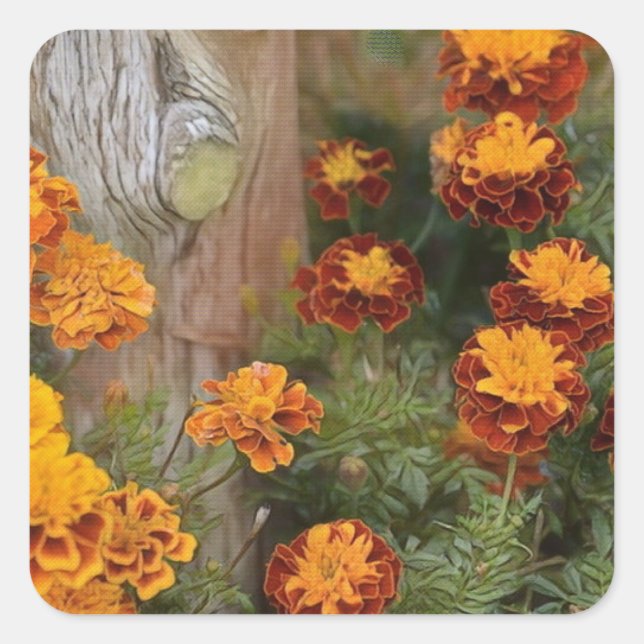 Pegatina Cuadrada Gloriosos Marigolds (Anverso)