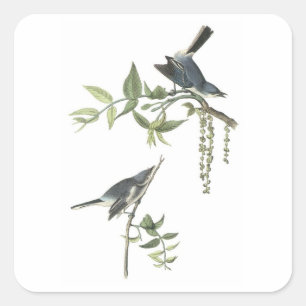 Pegatina Cuadrada Gnatcatcher azul-gris de Audubon