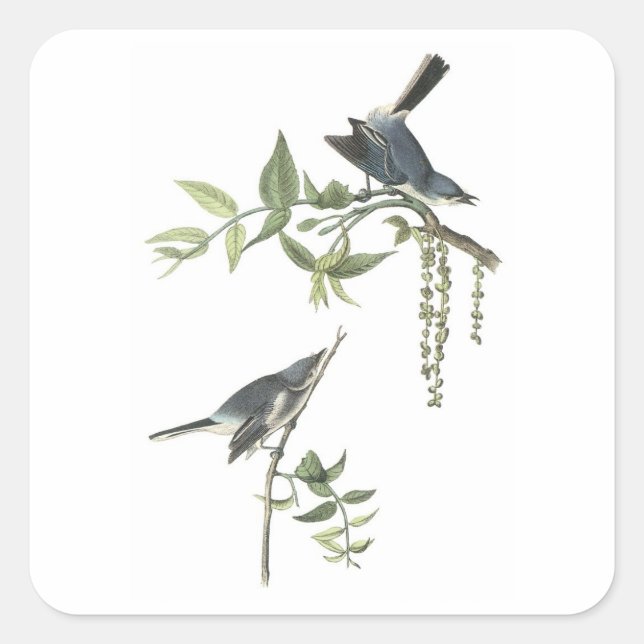 Pegatina Cuadrada Gnatcatcher azul-gris de Audubon (Anverso)