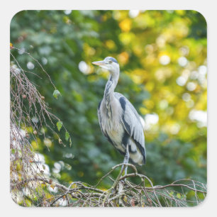 Pegatina Cuadrada Golden Hour Gray Heron