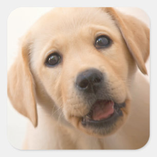 Pegatina Cuadrada Golden Labrador Puppy