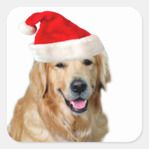 Pegatina Cuadrada Golden Retriever