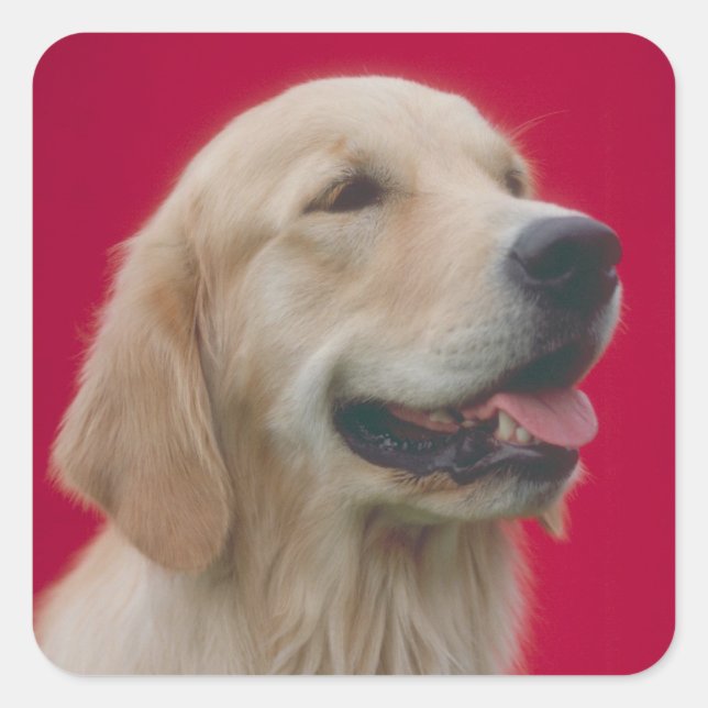 Pegatina Cuadrada Golden Retriever (Anverso)