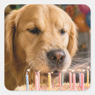 Pegatina Cuadrada Golden Retriever Apagando Velas de Cumpleaños