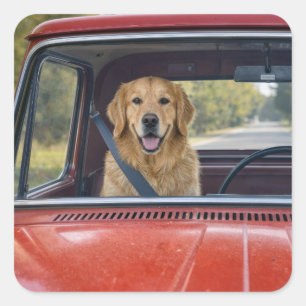 Pegatina Cuadrada Golden Retriever con Cinturón de Seguridad