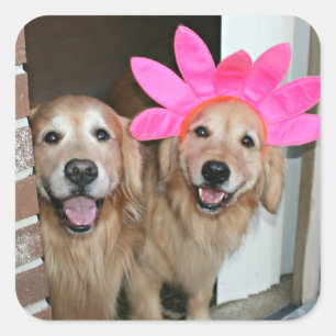 Pegatina Cuadrada Golden retriever con la venda rosada de la flor