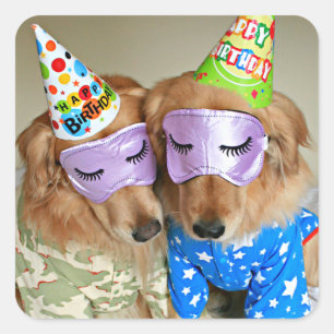 Pegatina Cuadrada Golden Retriever en Pajamas Birthday